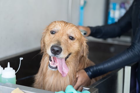 Dog being bathed