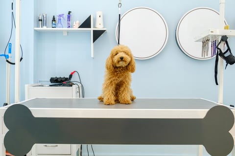 Poodle being groomed