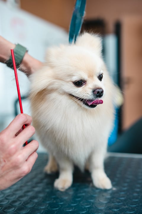 Pomeranian being combed