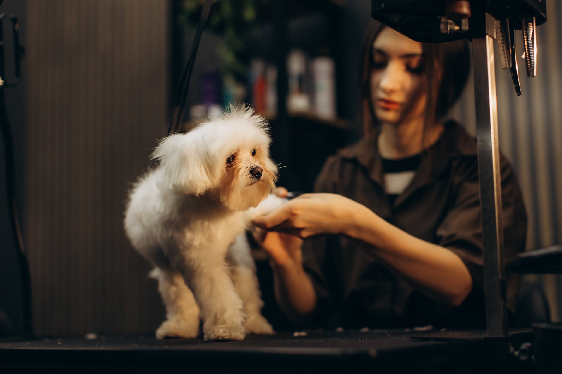 Professional groomer caring for a dog