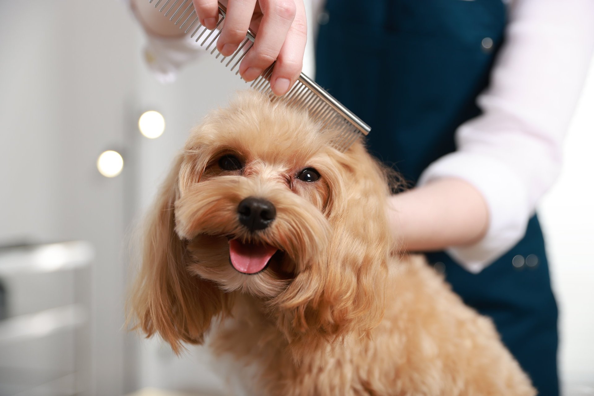 Professional dog grooming