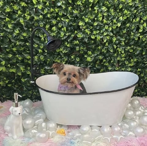 Small tan dog in white bathtub surrounded by white bath bubbles, rubber duck, and bath products with green ivy wall backdrop