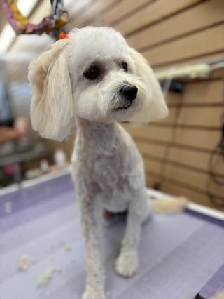 White fluffy dog at Beauty's Grooming