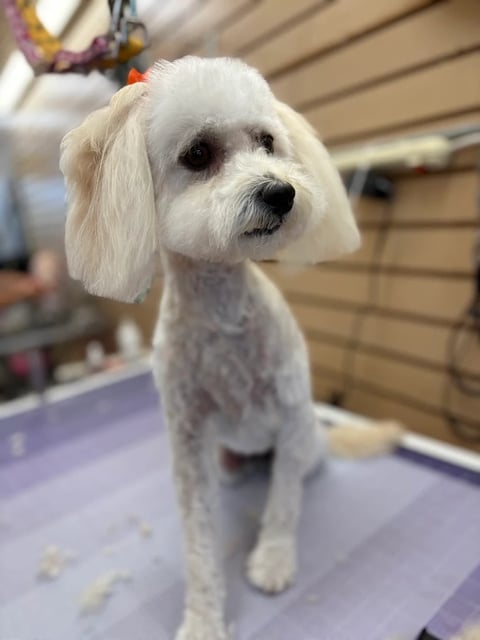 White fluffy dog with groomed coat sitting on a purple grooming table indoors