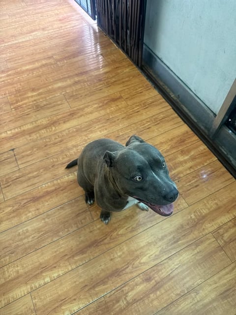 Black dog with tongue out sitting on wooden floor in an indoor room