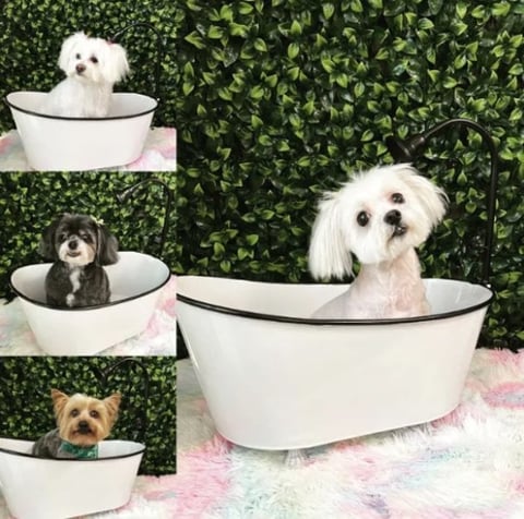 Collage of small dogs in white bathtubs against a green leafy backdrop with pink bedding