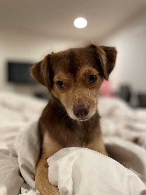 Brown dog with alert expression lying on white bedding indoors, looking at camera