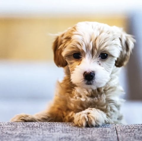 Small puppy with white and brown coat lying on gray fabric, tilting head while looking at camera