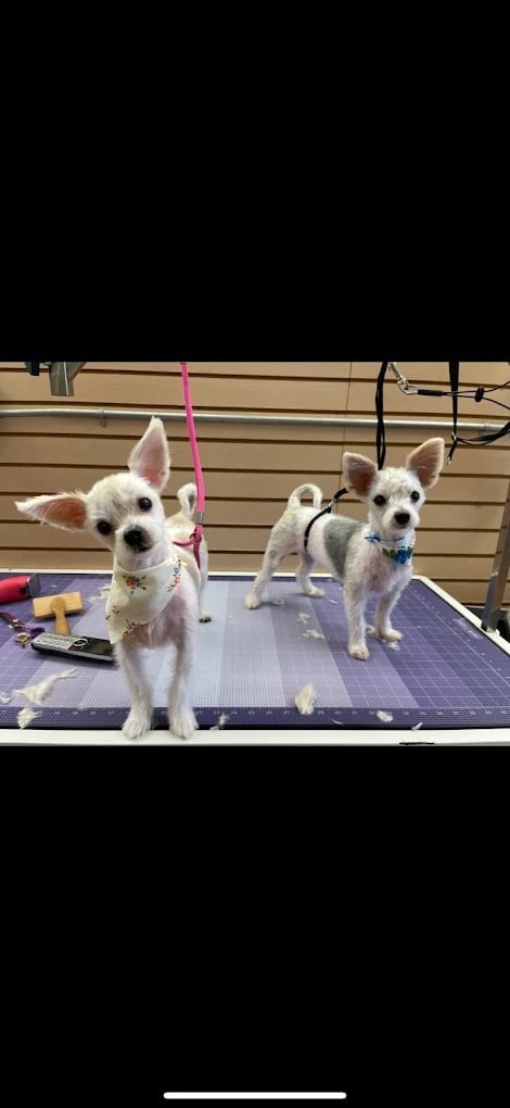 Two small white Chihuahuas standing on a purple grooming table at a pet salon with tan walls in the background