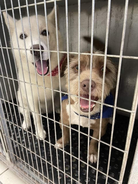 Two dogs in a metal cage with their mouths open, both appearing happy and friendly