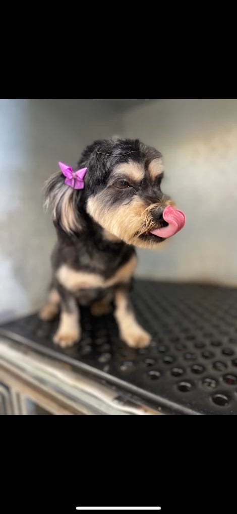 Small black and white dog with pink bow and tongue out, sitting on black textured surface
