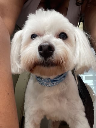 White fluffy dog with blue bandana at Beauty's Grooming