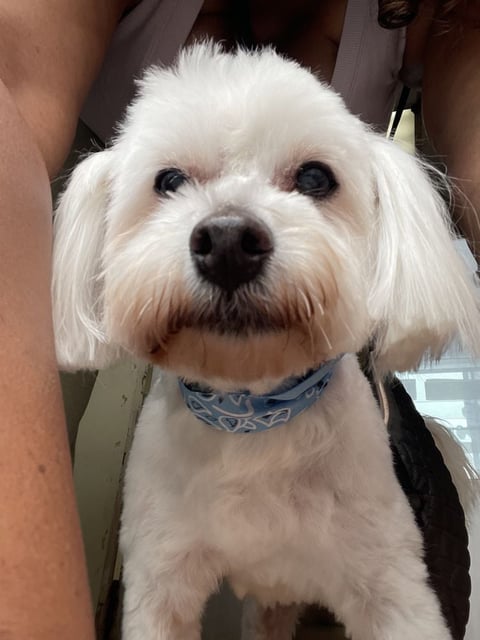 White fluffy dog with dark nose wearing blue bandana collar, sitting indoors looking at camera
