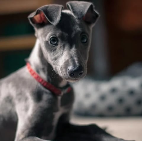 Gray and white dog with pointed ears wearing a red collar, looking at the camera with a focused expression